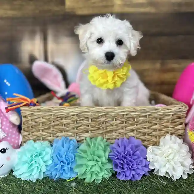 Female Bichon Frise Puppy for Sale in Saugus, MA