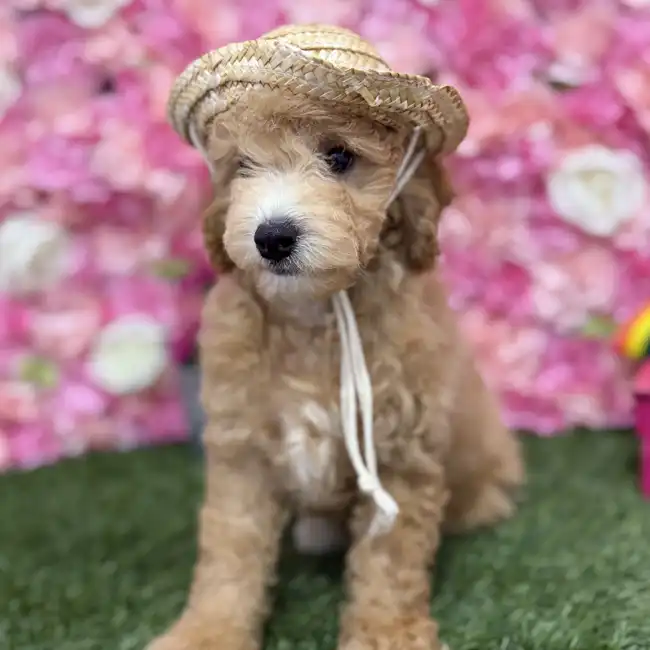 Male Poodle (MINI) Puppy for Sale in Braintree, MA