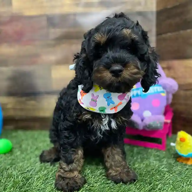 Male Cockapoo Puppy for Sale in Braintree, MA