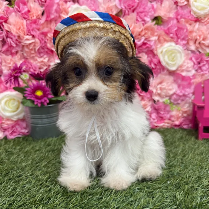 Female Shorkie Puppy for Sale in Braintree, MA