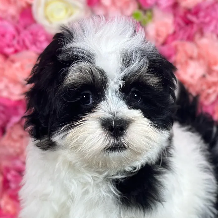 Male Lhatese puppy named Marlon for sale at Pet Express Saugus.