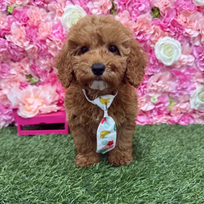 Male Poodle Moyen (Medium) Puppy for Sale in Braintree, MA