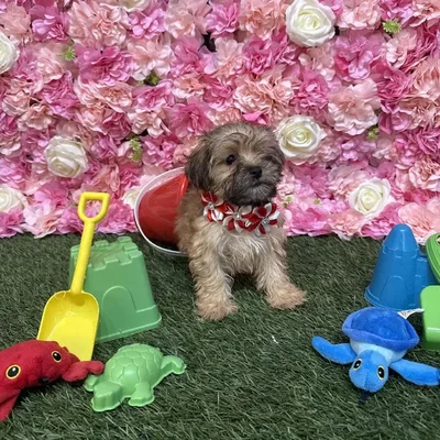 Female Shih-Poo Puppy for Sale in Saugus, MA