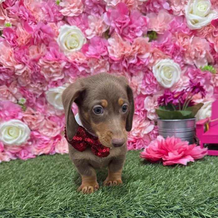 Male Dachshund Puppy for Sale in Braintree, MA