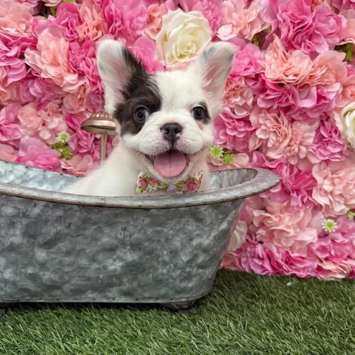 Male French Bulldog Puppy for Sale in Braintree, MA