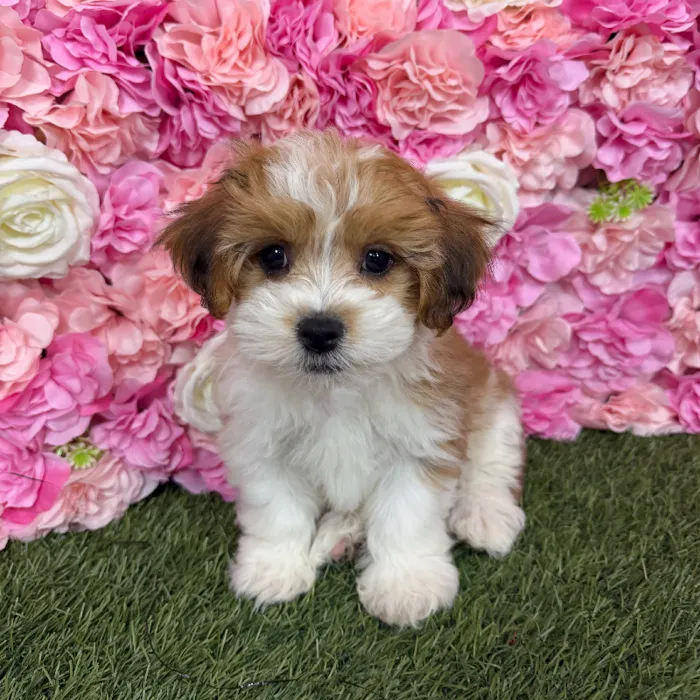 Male Lhasa-Poo puppy named Rajah for sale at Pet Express Braintree.