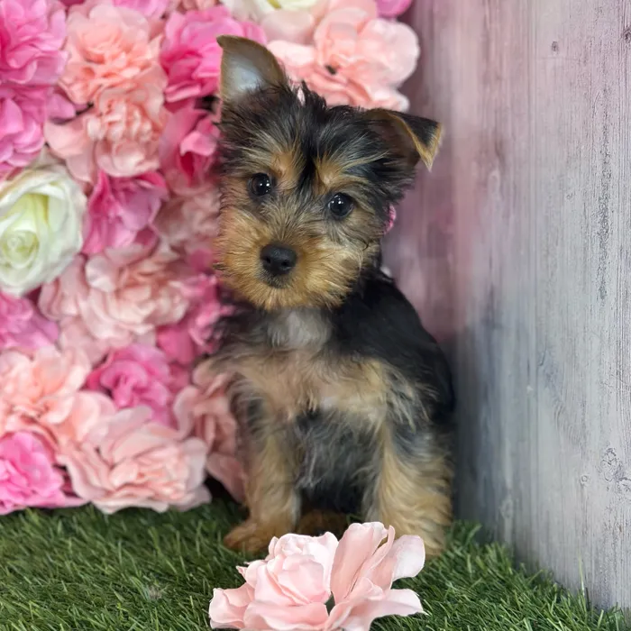Male Silky Terrier puppy named Ratchet for sale at Pet Express Saugus.