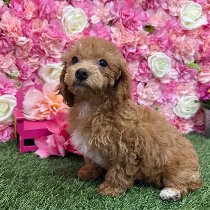 Female Poodle Toy Puppy for Sale in Braintree, MA