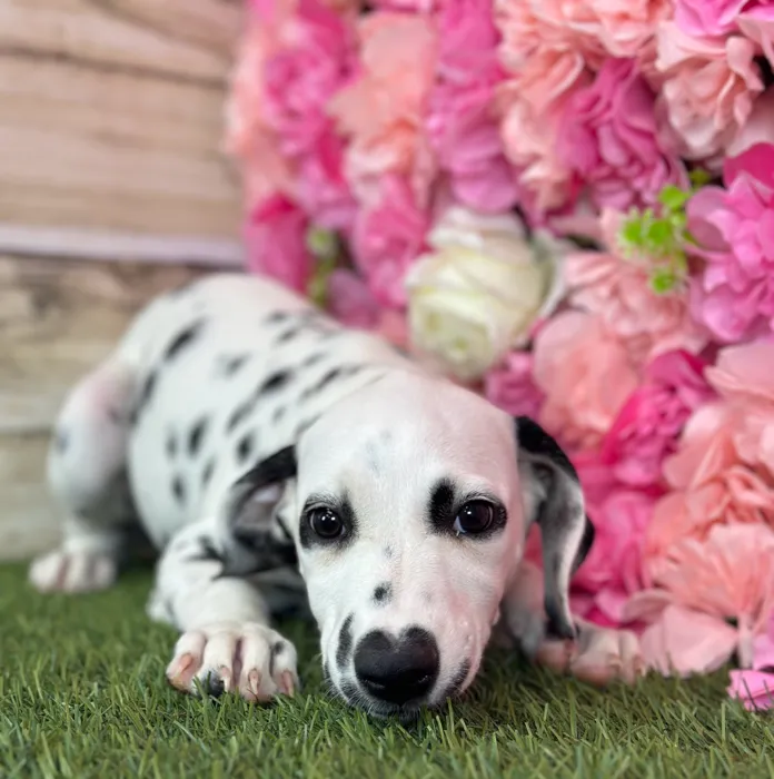 Female Dalmatian puppy named Lemon for sale at Pet Express Saugus.