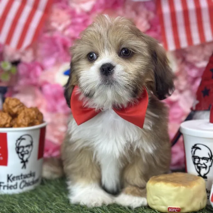 Male Lhasa Apso Puppy for Sale in Saugus, MA