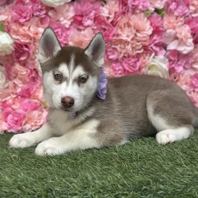 Female Siberian Husky Puppy for Sale in Saugus, MA