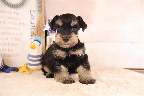 Male Miniature Schnauzer puppy named Joe for sale at Pet Express Saugus.