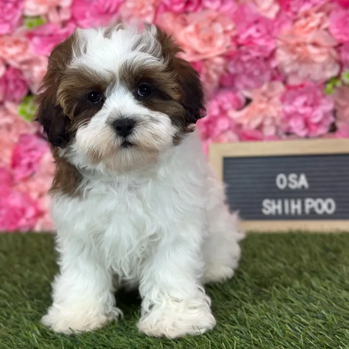 Female Shih-Poo puppy named Osa for sale at Pet Express Saugus.