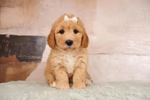 Female Mini Goldendoodle 2Nd Gen puppy named Patricia for sale at Pet Express Saugus.