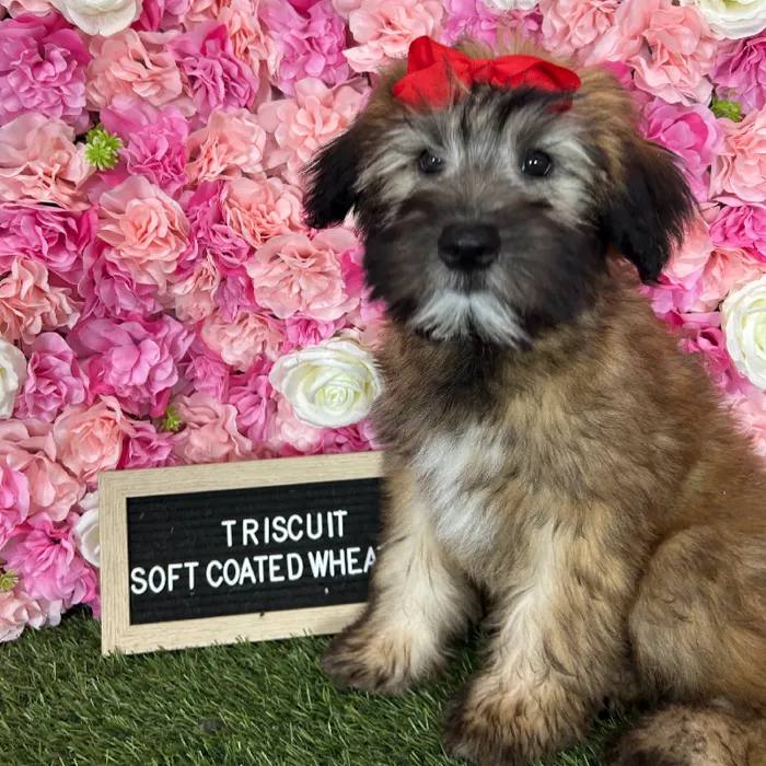 Female Soft Coated Wheaten Terrier puppy named Triscuit for sale at Pet Express Braintree.