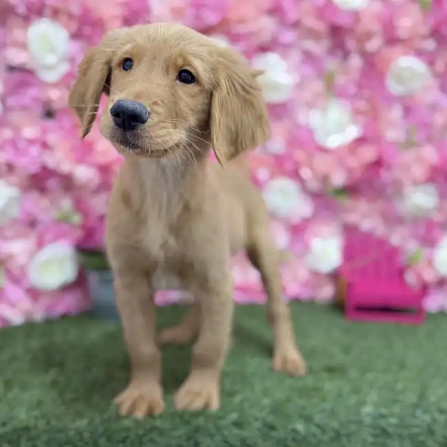 Male Golden Retriever Puppy for Sale in Braintree, MA