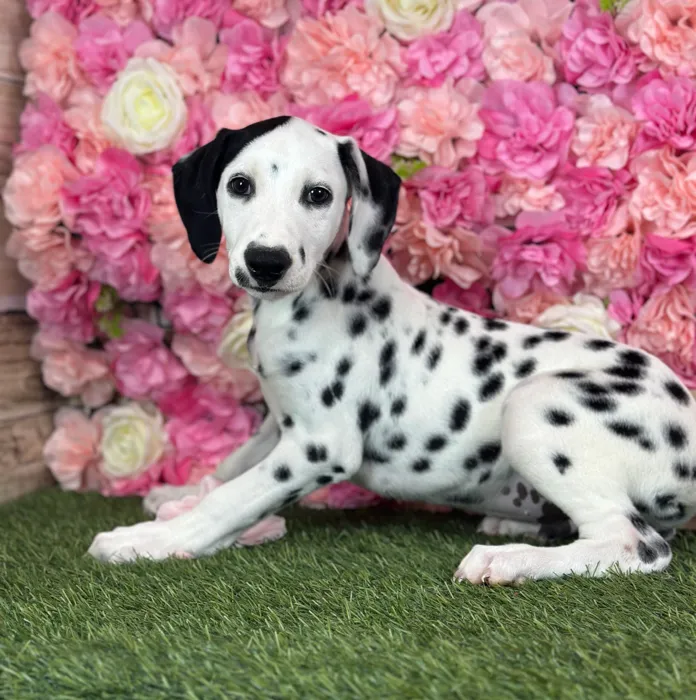 Male Dalmatian puppy named Lime for sale at Pet Express Saugus.