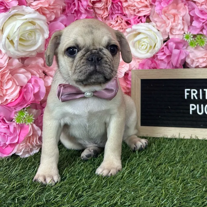 Female Pug puppy named Frida for sale at Pet Express Braintree.