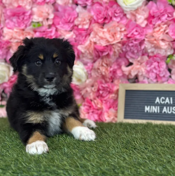 Female Miniature Australian Shepherd puppy named Acai for sale at Pet Express Saugus.