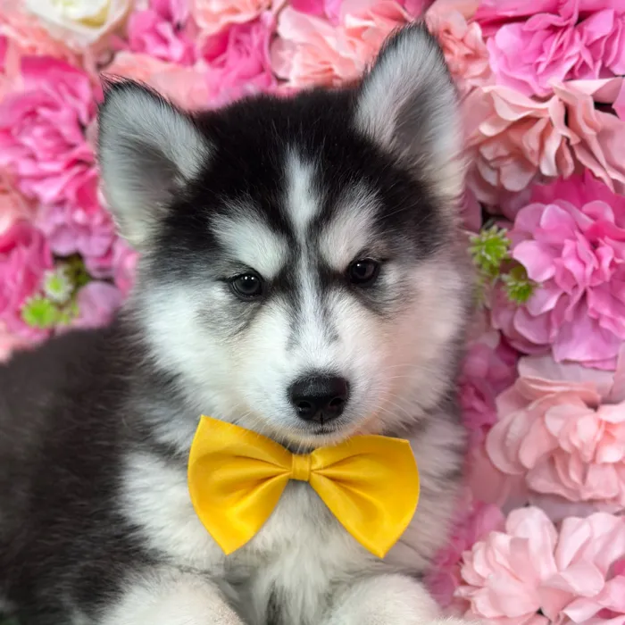 Male Siberian Husky puppy named Ramon for sale at Pet Express Saugus.