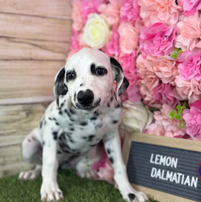 Female Dalmatian puppy named Lemon for sale at Pet Express Saugus.