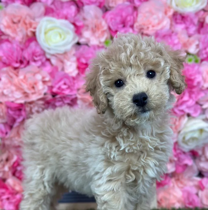 Female Poodle (Mini) puppy named Ginger for sale at Pet Express Saugus.