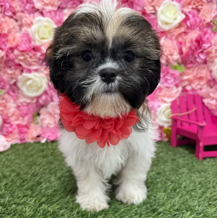 Female Shih Tzu Puppy for Sale in Braintree, MA