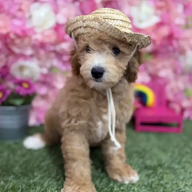 Male Poodle (MINI) Puppy for Sale in Braintree, MA