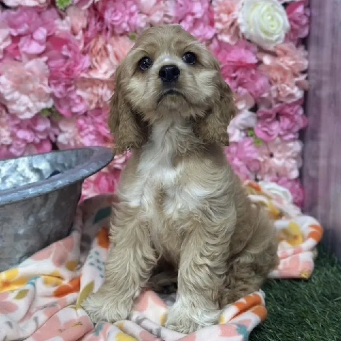 Female Cocker Spaniel Puppy for Sale in Saugus, MA