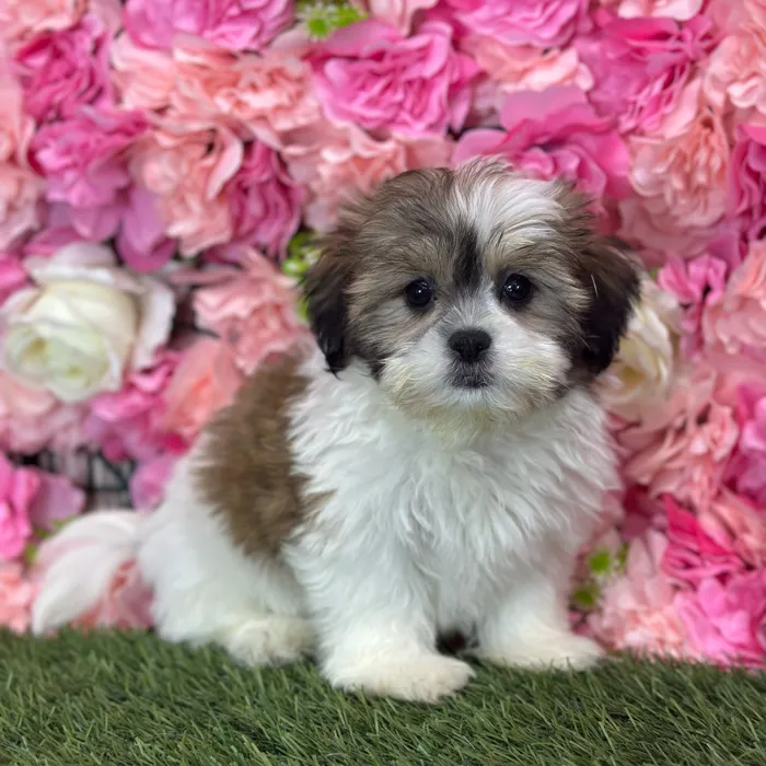 Female Teddy Bear (Zuchon) puppy named Tortuga for sale at Pet Express Saugus.