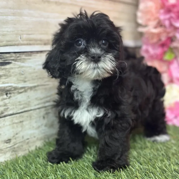 Female Lhasa-Poo Puppy for Sale in Saugus, MA