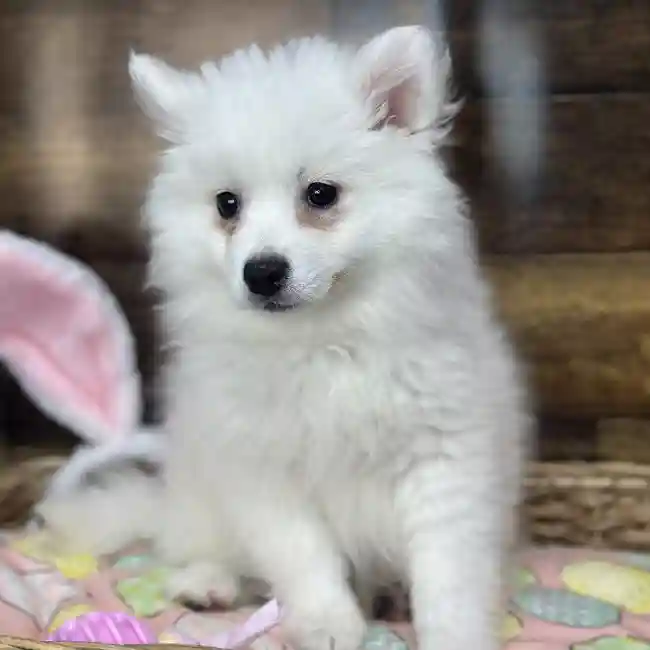 Female American Eskimo Puppy for Sale in Saugus, MA