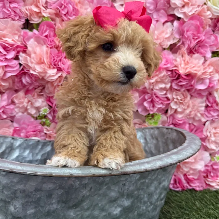 Female Malti-Poo Puppy for Sale in Braintree, MA