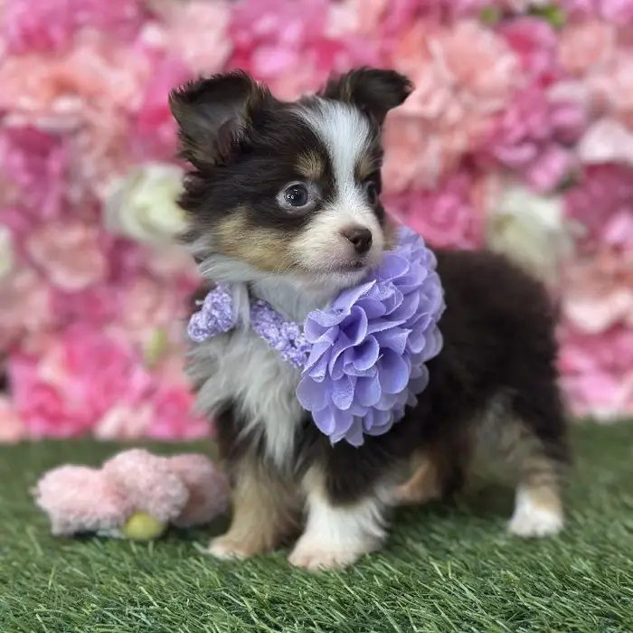 Female Toy Australian Shepherd Puppy for Sale in Braintree, MA