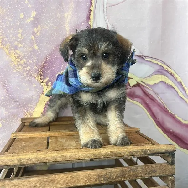 Male Schnoodle puppy named Otis for sale at Pet Express Saugus.