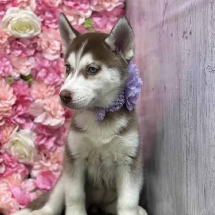 Female Siberian Husky Puppy for Sale in Saugus, MA