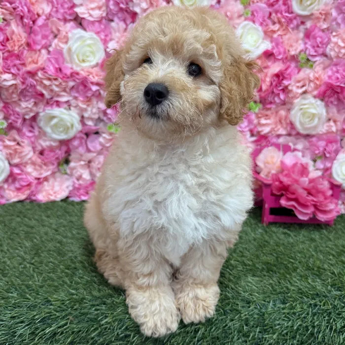 Male Mini Goldendoodle F1BB Puppy for Sale in Braintree, MA