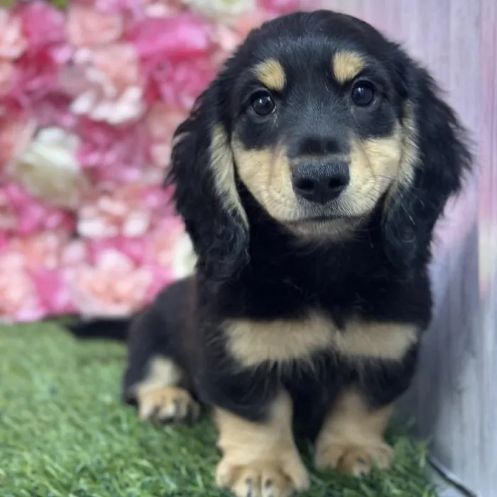 Male Dachshund Puppy for Sale in Saugus, MA