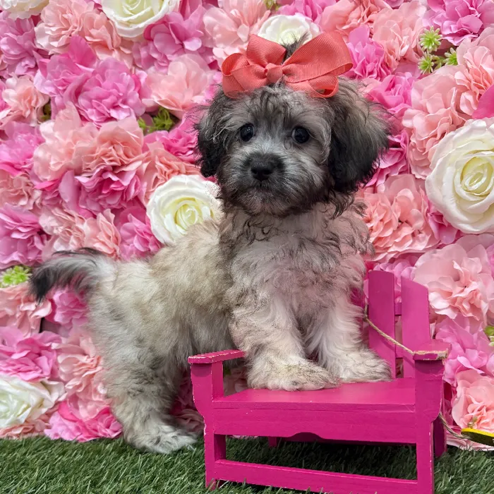 Female Shih-Poo Puppy for Sale in Braintree, MA