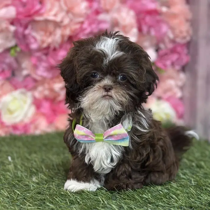 Male Shih-Poo Puppy for Sale in Saugus, MA