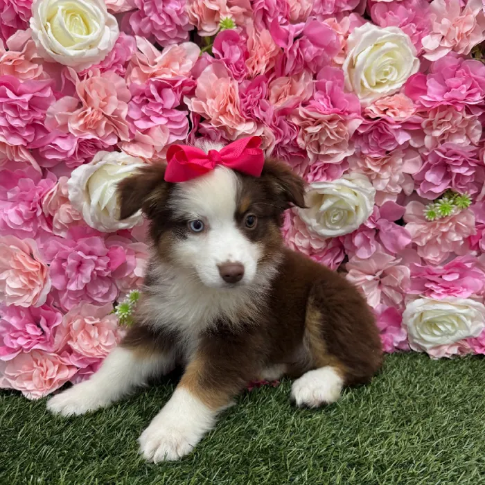 Female Miniature Australian Shepherd Puppy for Sale in Braintree, MA