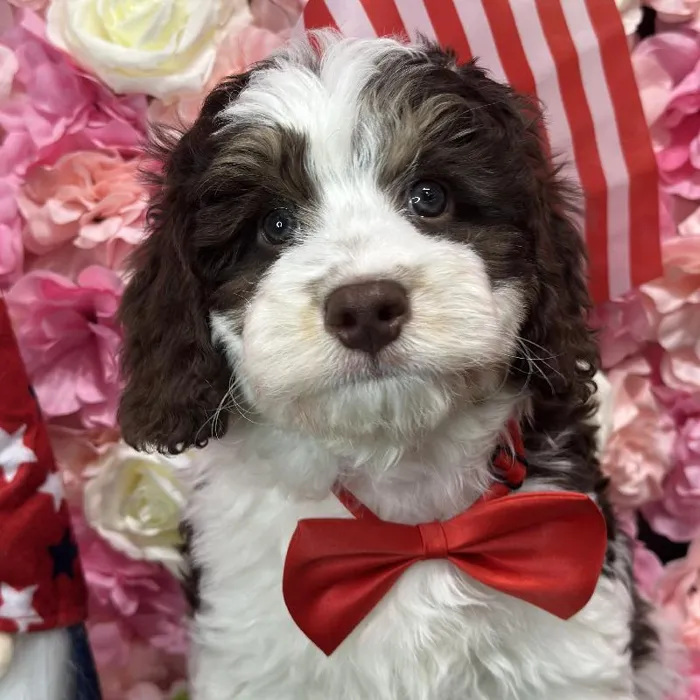 Male Mini Bernedoodle 2nd Gen Puppy for Sale in Saugus, MA