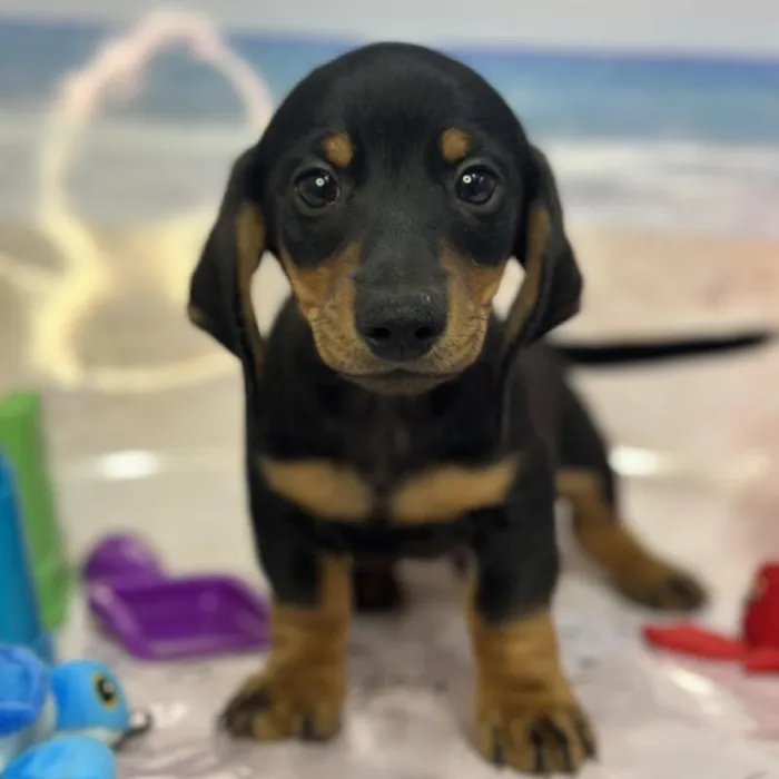 Male Dachshund Puppy for Sale in Saugus, MA