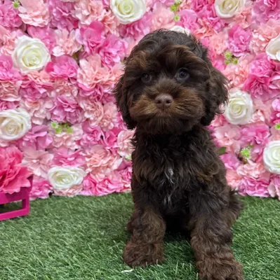 Male Cockapoo Puppy for Sale in Braintree, MA
