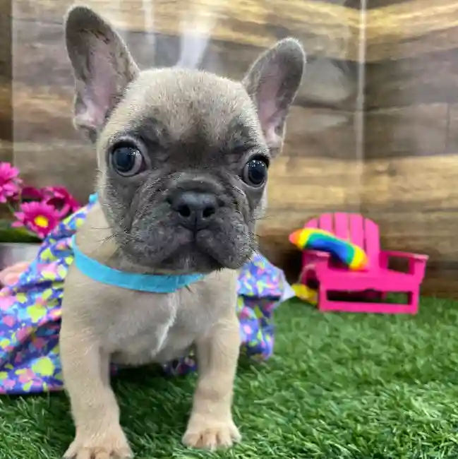 Female French Bulldog Puppy for Sale in Braintree, MA