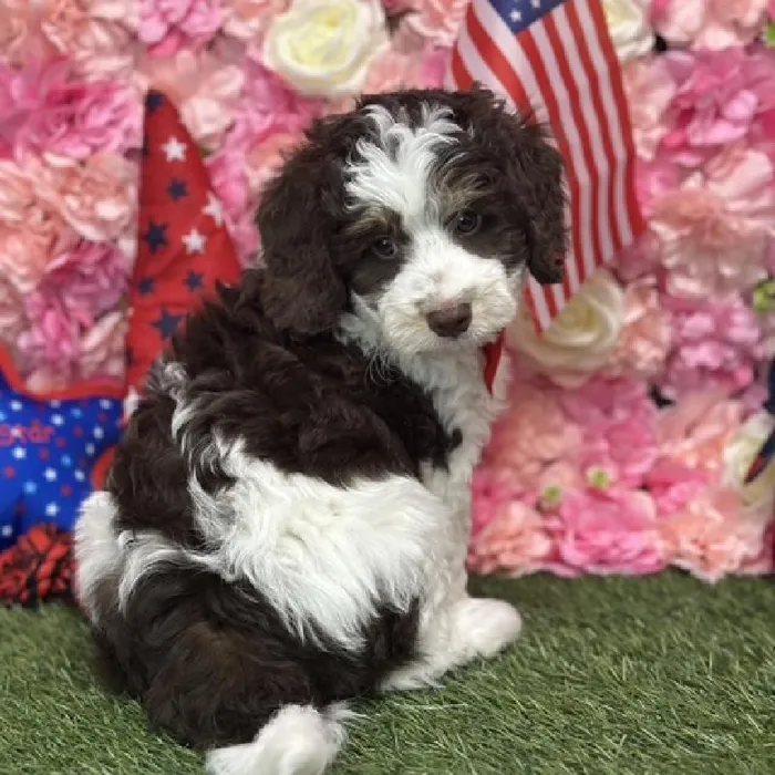 Male Mini Bernedoodle 2nd Gen Puppy for Sale in Saugus, MA