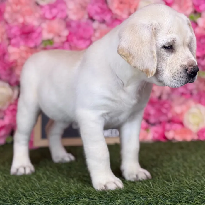 Female Labrador Retriever puppy named Luna for sale at Pet Express Saugus.