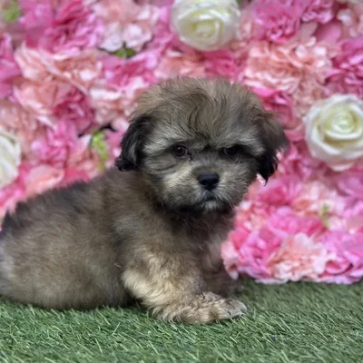 Male Lhasa Apso Puppy for Sale in Saugus, MA