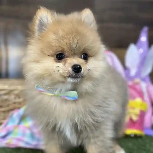 Male Pomeranian Puppy for Sale in Saugus, MA