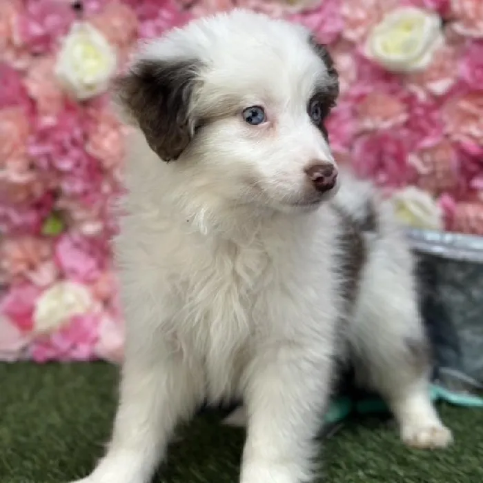 Male Toy Australian Shepherd Puppy for Sale in Braintree, MA